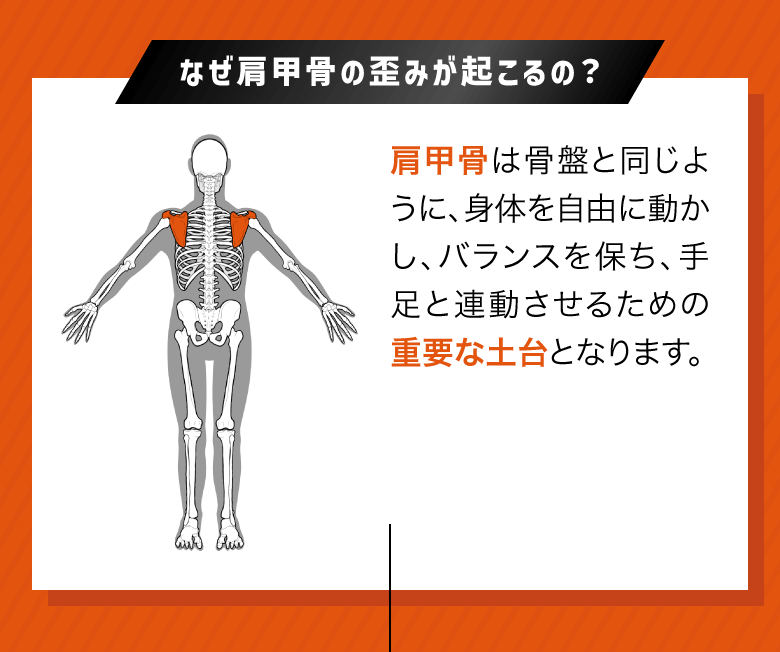 なぜ肩甲骨の歪みが起こるの？肩甲骨は骨盤と同じように、身体を自由に動かし、バランスを保ち、手足と連動させるための重要な土台となります。